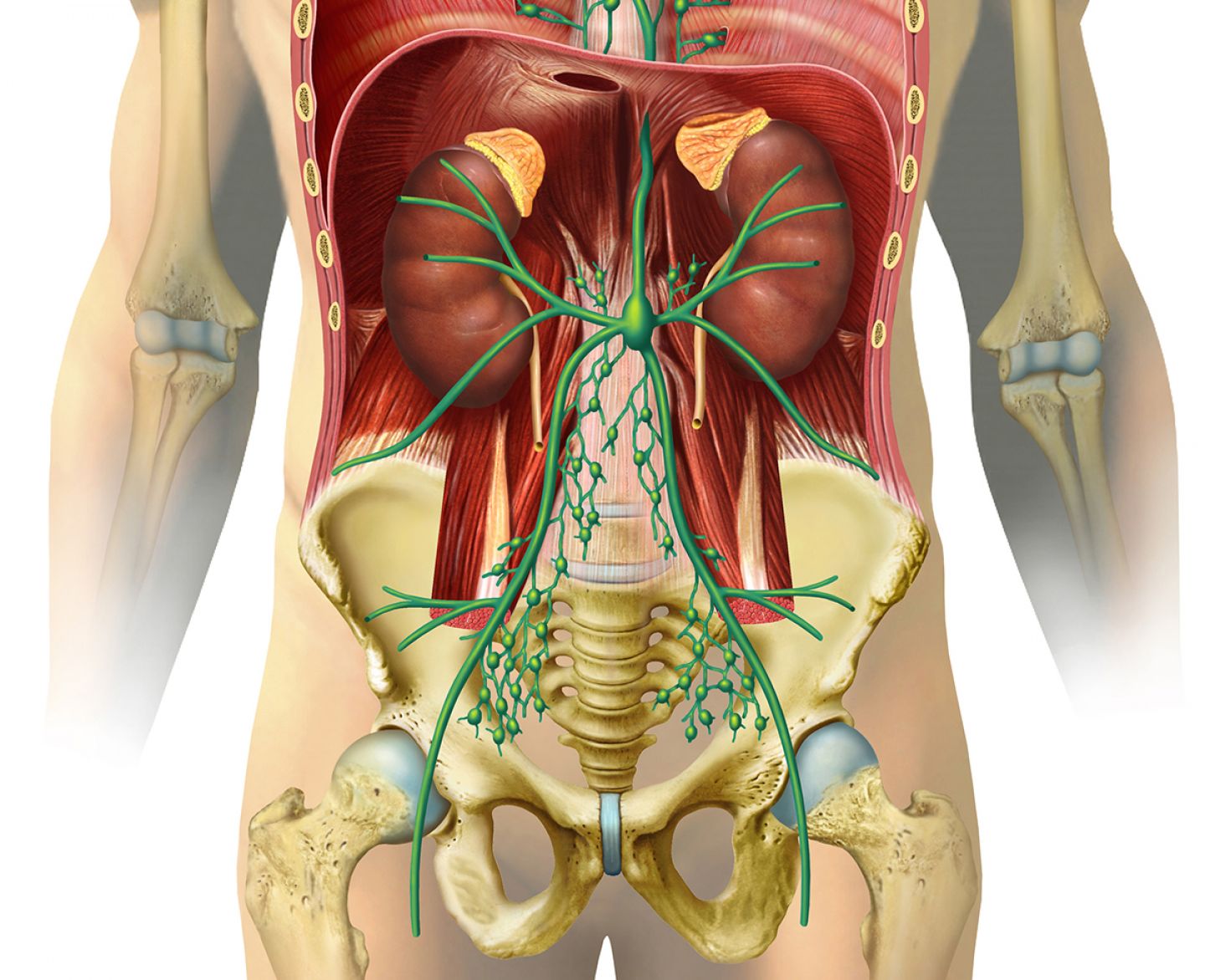 Grafik mit dem Verlauf der Lymphbahnen und Lymphknoten (grün) im Bauch- und Beckenraum.