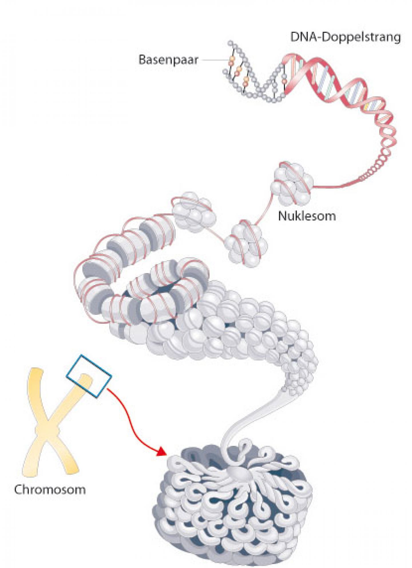 Aufbau der DNA © Krebsinformationsdienst, Deutsches Krebsforschungszentrum