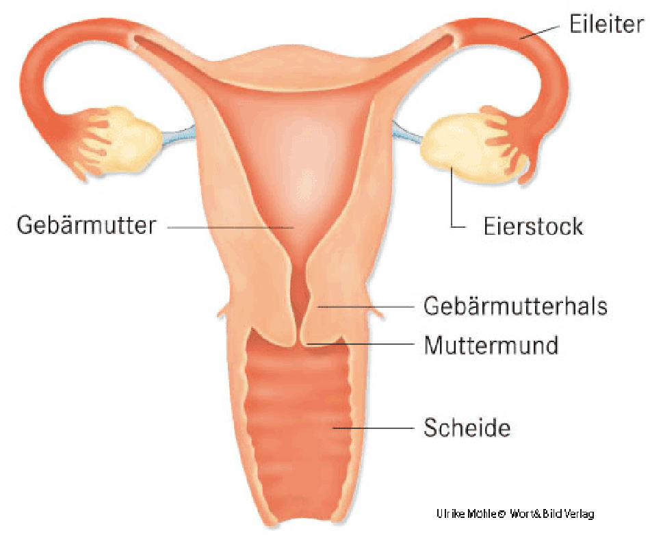 Darstellung Gebärmutterhals und Gebärmutter. © Ulrike Möhle, Wort & Bild Verlag