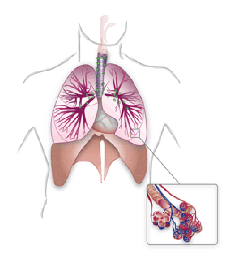 Lunge © Krebsinformationsdienst, Deutsches Krebsforschungszentrum