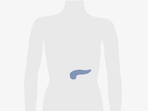 Grafische Darstellung eines menschlichen Oberkörpers, blau eingefärbt ist die Bauchspeicheldrüse.