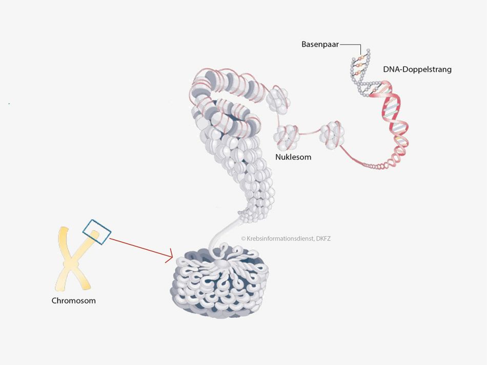 Aufbau der DNA © Krebsinformationsdienst, Deutsches Krebsforschungszentrum