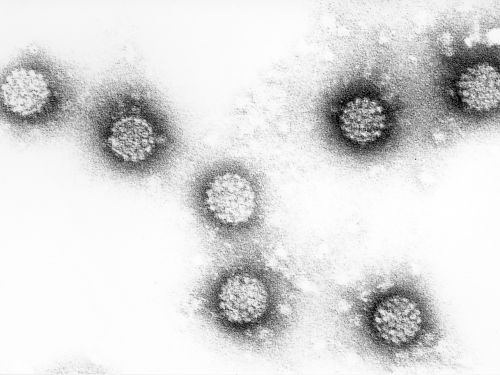 Papillomavírus és antibiotikumok