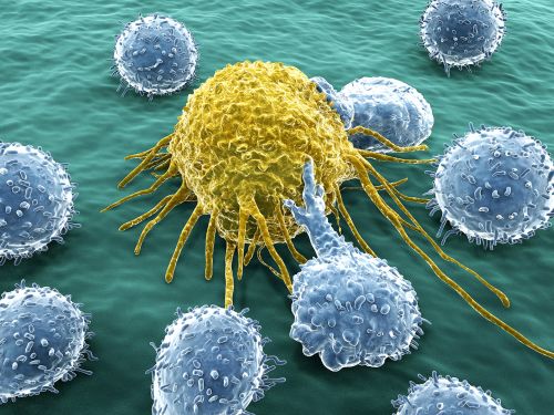 Zellen des Immunsystems (blau) greifen eine Krebszelle (gelb) an. © Juan Gaertner, Shutterstock