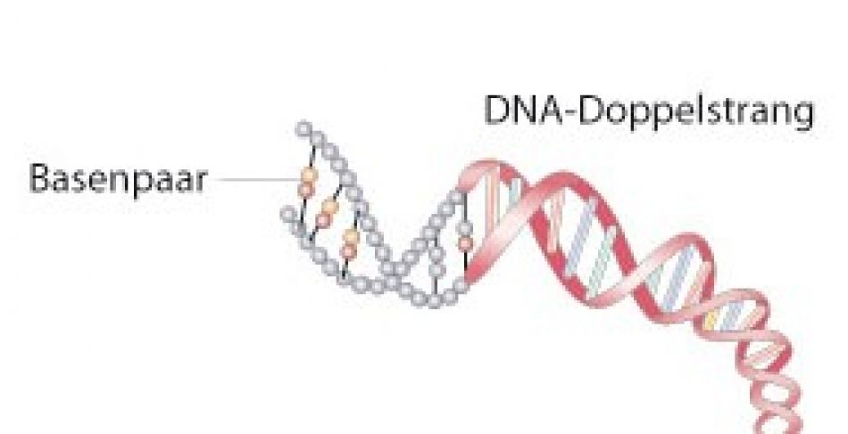 Grafik DNA-Doppelstrang mit Basenpaaren