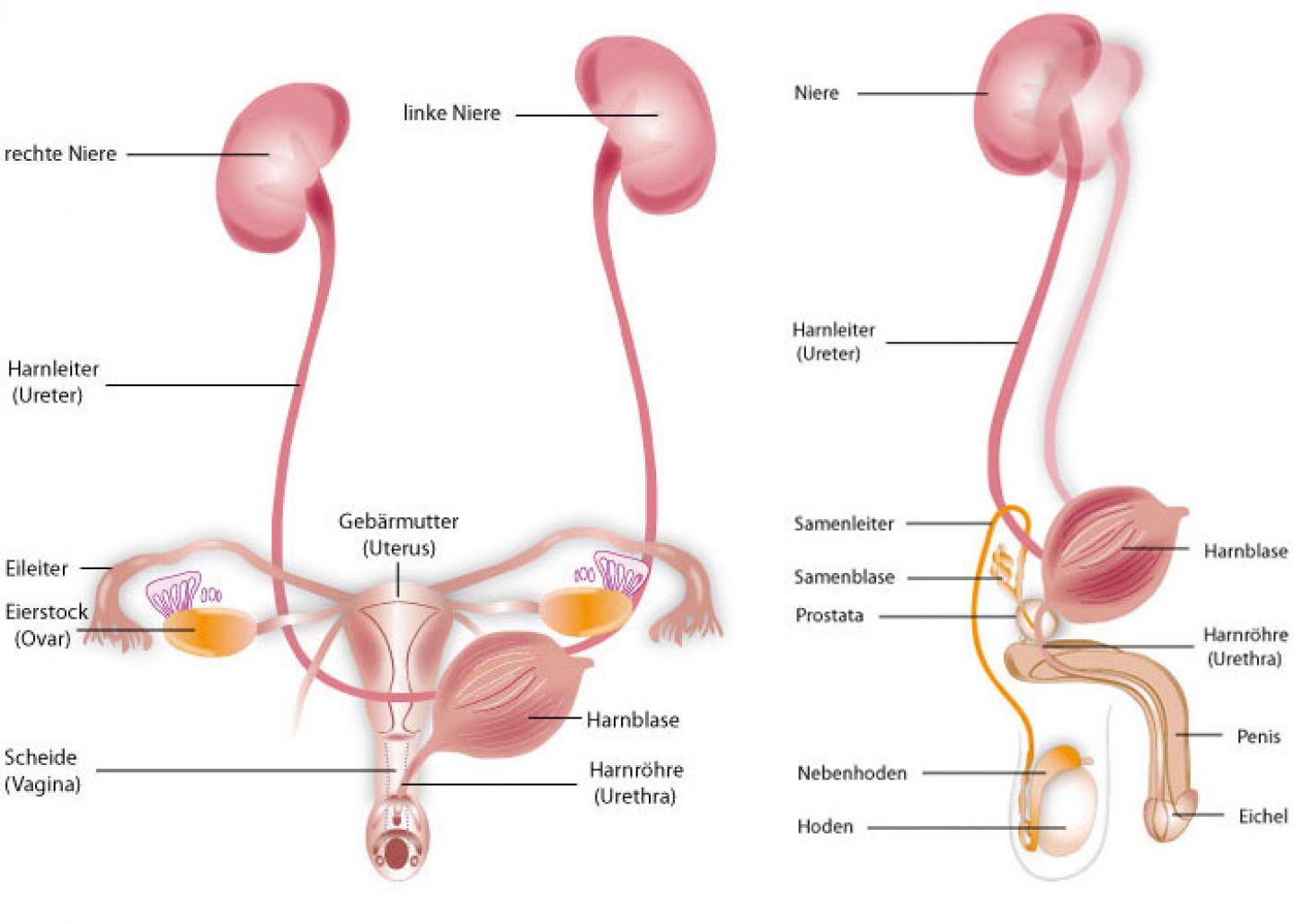 Anatomische Darstellung des Urogenitaltrakts bei der Frau (links) und beim Mann (rechts) © Krebsinformationsdienst, Deutsches Krebsforschungszentrum