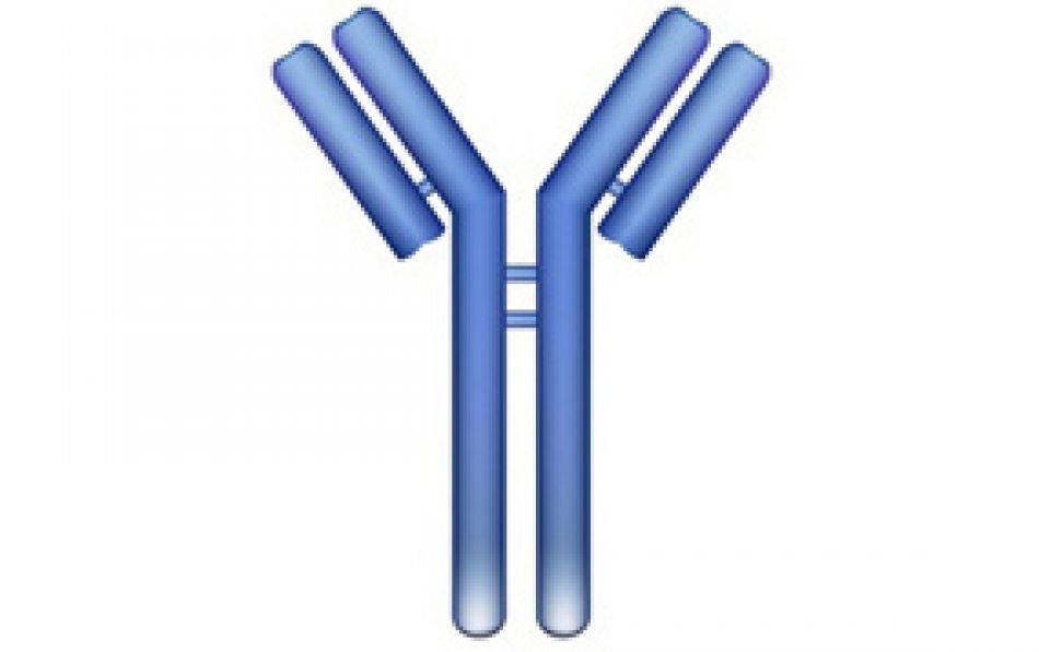 Schematische Abbildung eines Antikörpers © extender_01 - Fotolia.com 