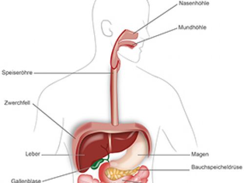 Organe des Verdauungssystems © Krebsinformationsdienst, Deutsches Krebsforschungszentrum