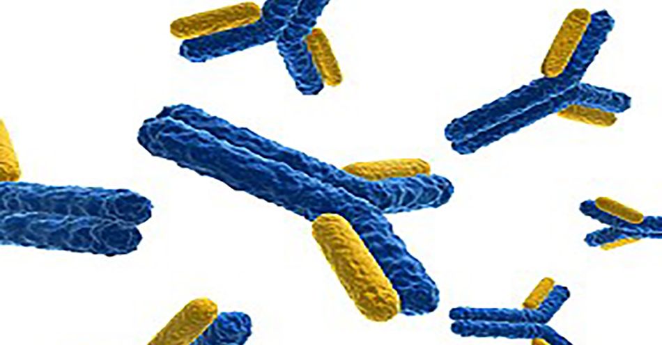 Antikörper zur Immuntherapie, © Ingram Publishing/Getty Images