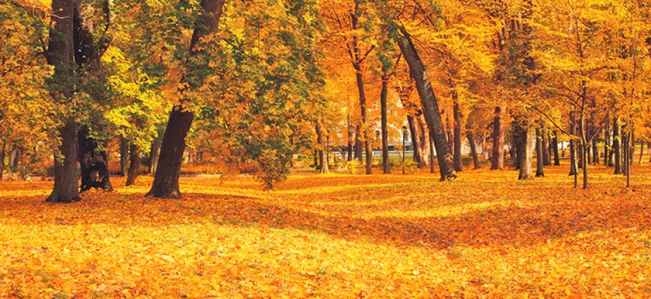 Wald mit goldgelb verfärbten Blättern © ekaterina_polischuk