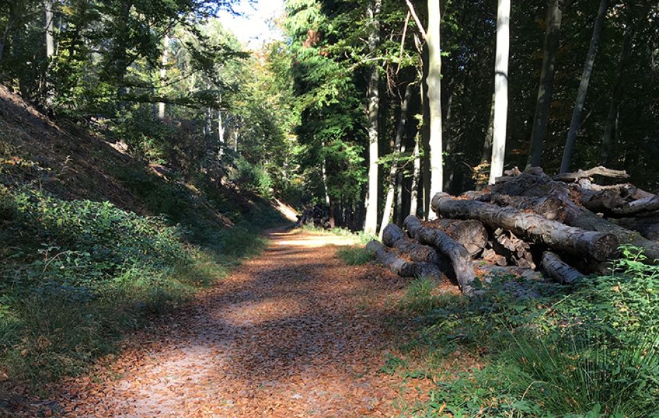 Waldweg im Herbst © Krebsinformationsdienst, Deutsches Krebsforschungszentrum