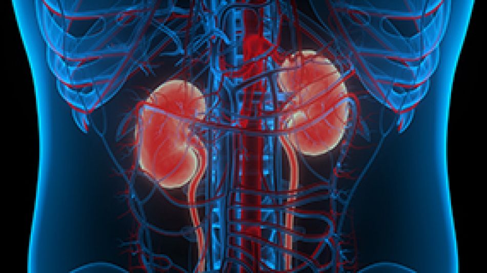 Anatomie der rechten und linken Niere ©Shutterstock