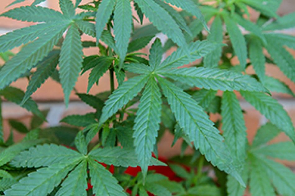 Ansicht einer Marihuana-Pflanze © walesjacqueline, Pixabay 