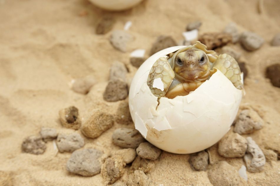 Eine Baby-Schildkröte schlüft aus dem Ei. © seasoning_17/ shutterstock.com