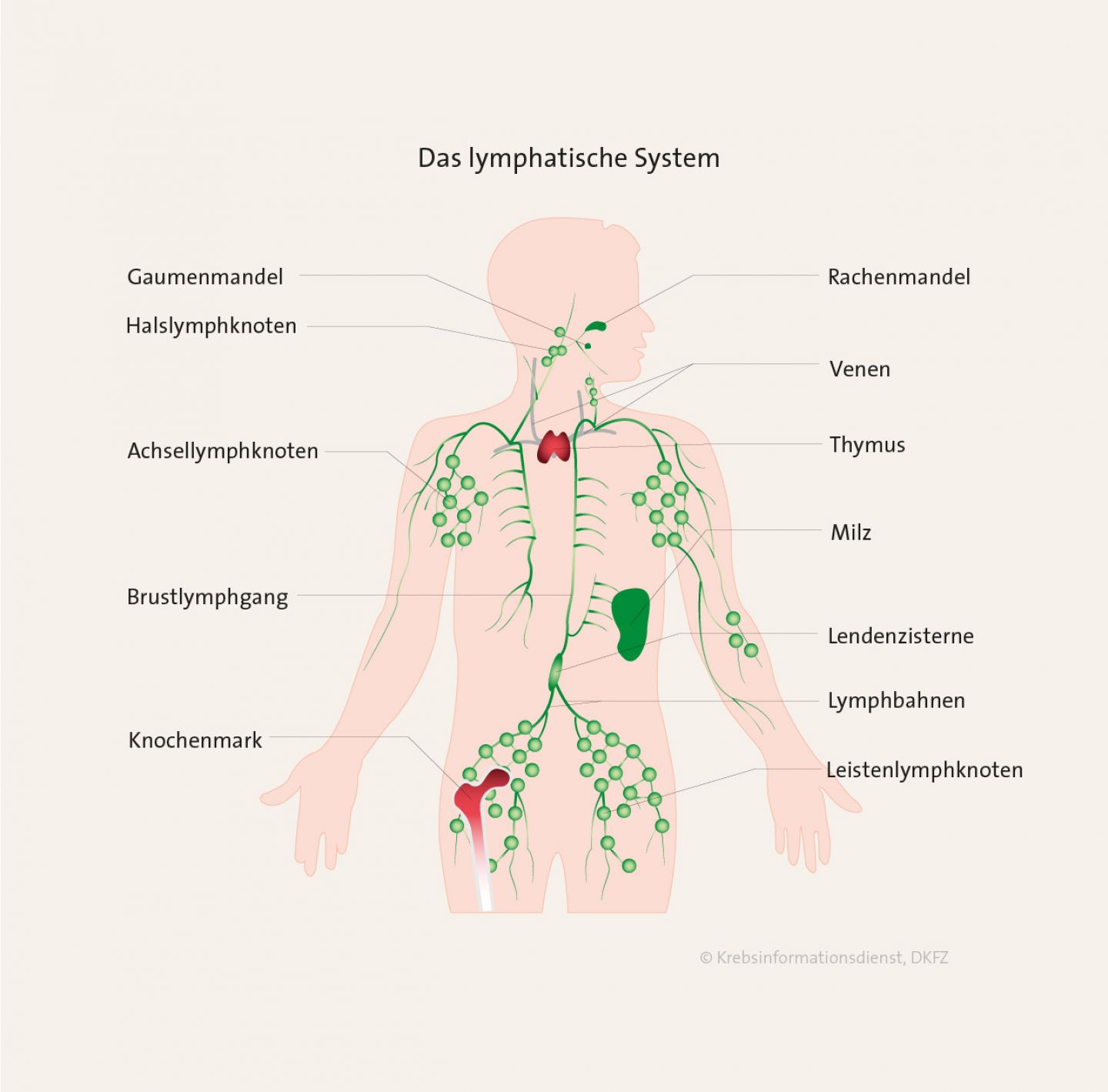 Graphische Darstellung des lymphatischen Systems 