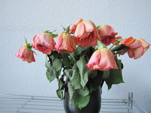 Welkende rosa Rosen mit hängenden Köpfen in einer Vase © Krebsinformationsdienst, DKFZ