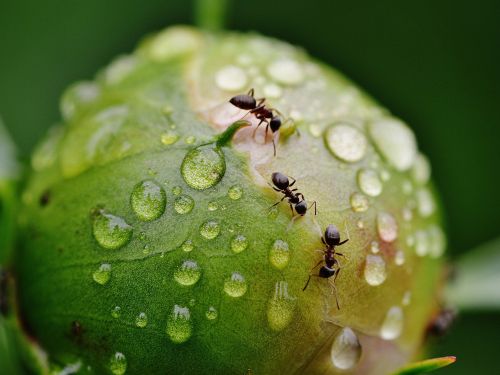 Ameisen krabbeln über eine geschlossene Pfingstrosenblüte mit Wassertropfen.