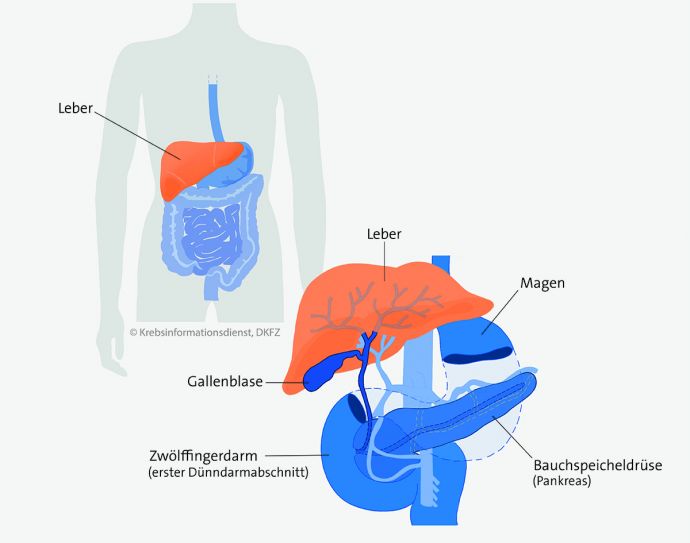 Lage der Leber im Körper. Grafik: Asena Tunali © Krebsinformationsdienst, DKFZ