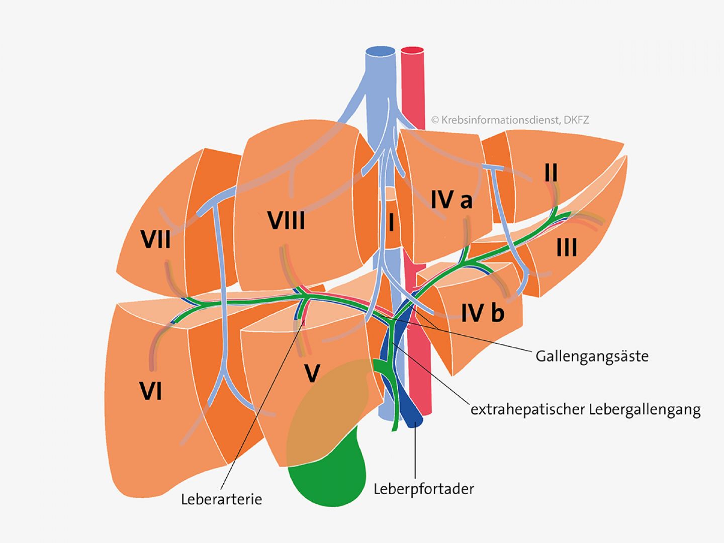 Einteilung der Leber in verschiedene Teile (Segmente). Grafik: Asena Tunali © Krebsinformationsdienst, DKFZ