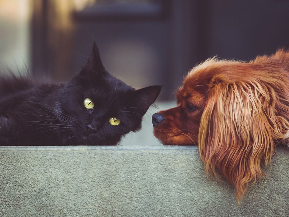Katze und Hund dösen nebeneinender auf einer Mauer. © StockSnap, Pixabay