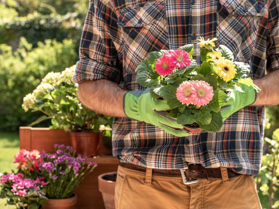 Gärtner mit Gartenhandschuhen hält eine blühende Topfpflanze © suetot, Pixabay