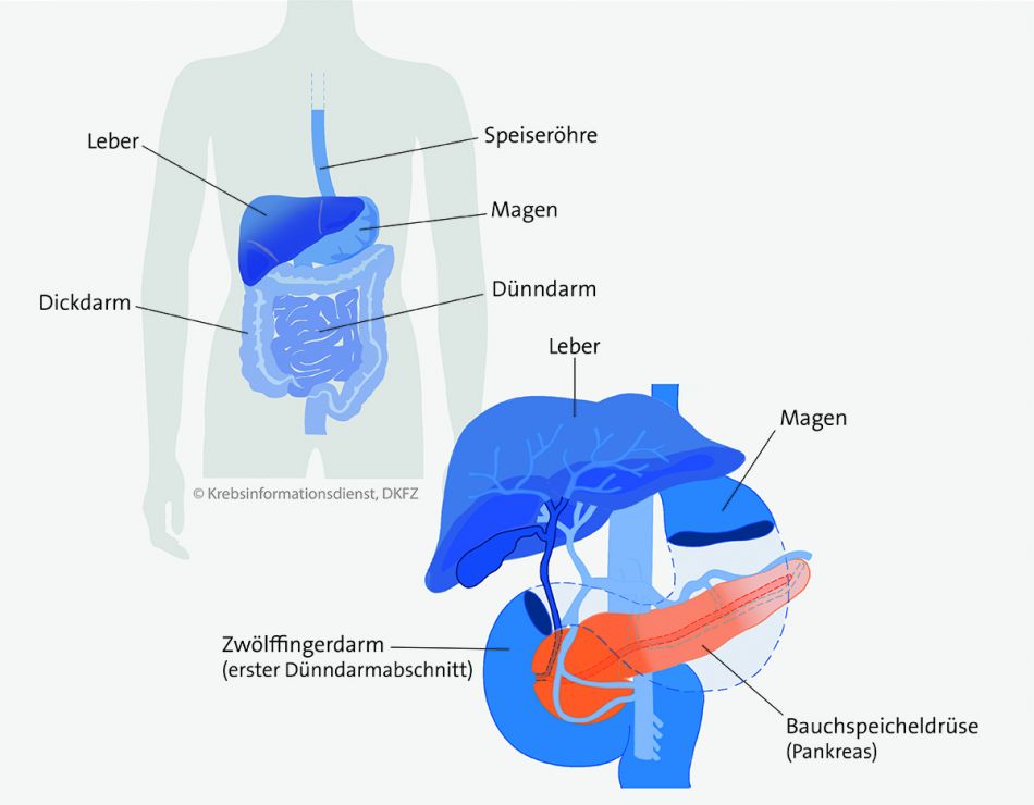 Lage der Bauchspeicheldrüse (Pankreas) im Körper. Grafik: Asena Tunali © Krebsinformationsdienst, DKFZ