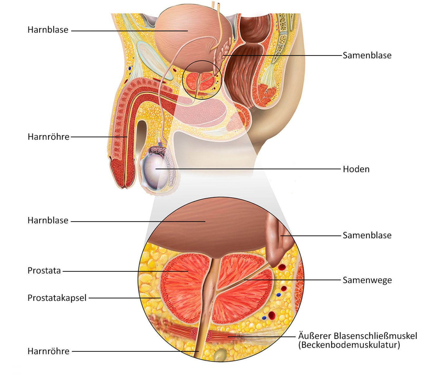 prostata anatomie lappen