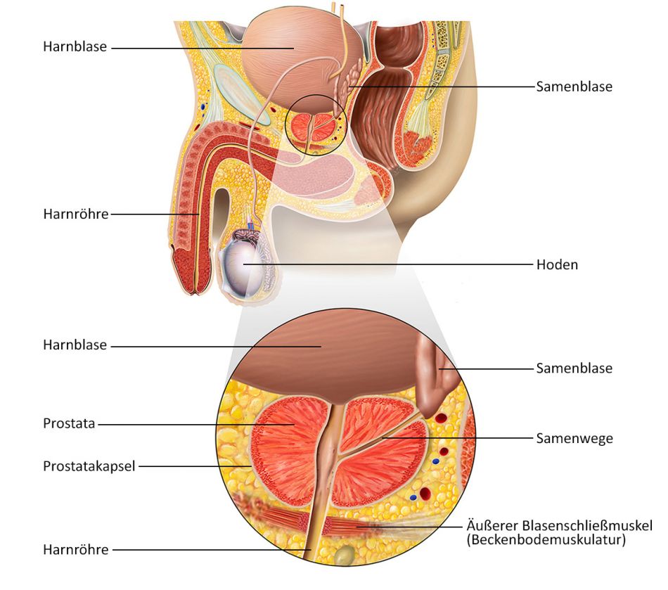 prostata anatomie zonen