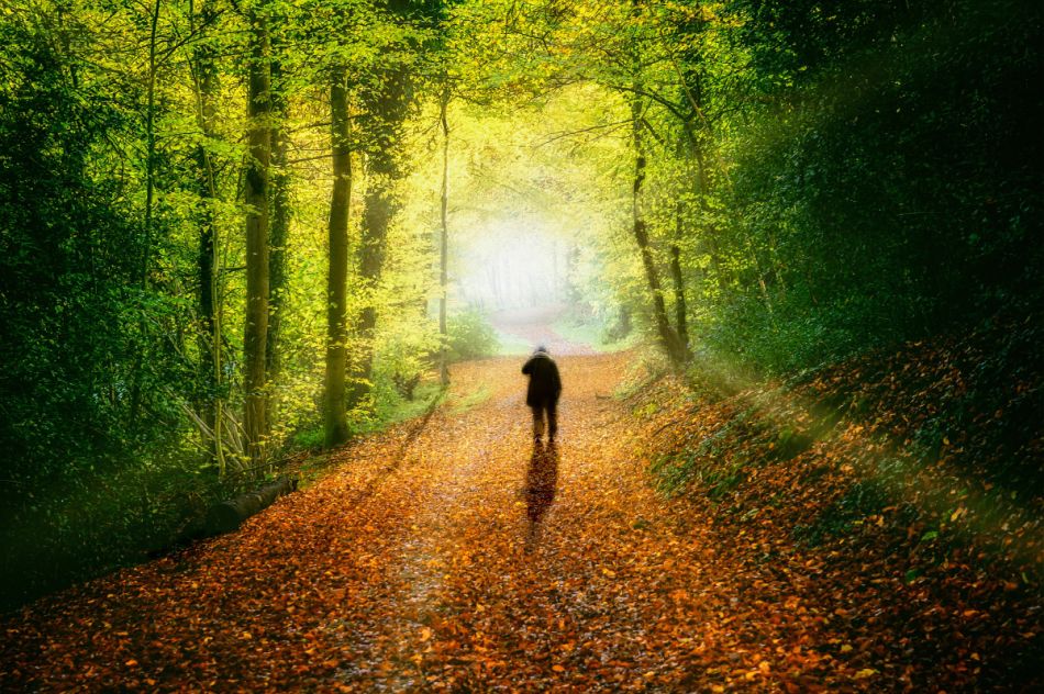 Ein Mann läuft auf einen Waldweg in Gegenlicht.