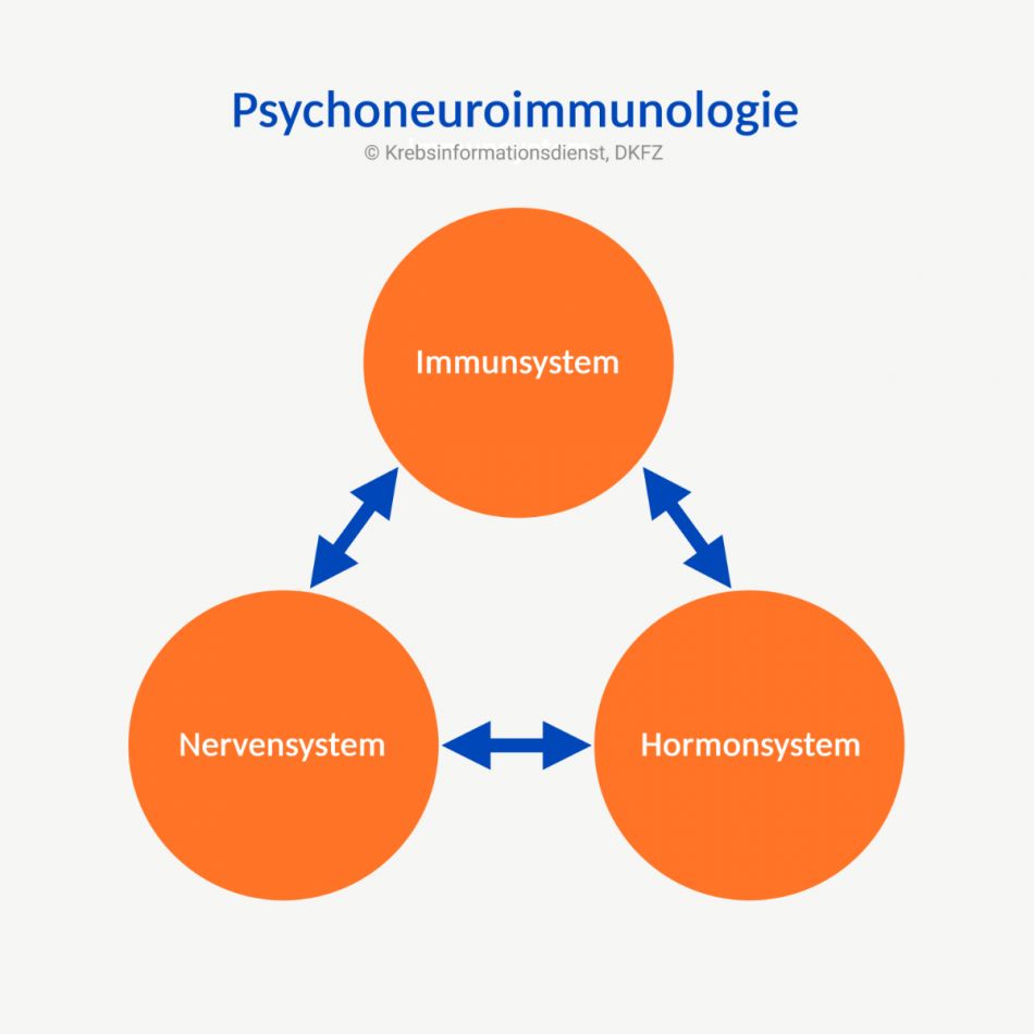 Vereinfachte schematische Darstellung der Psychoneuroimmunologie mit den Wechselwirkungen zwischen Nerven-, Immun- und Hormonsystem.