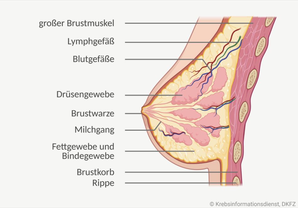 Grafische Darstellung vom anatomischen Aufbau einer weiblichen Brust. Abgebildet sind Gewebe, Blut- und Lymphgefäße, Milchgänge und Brustwarze.