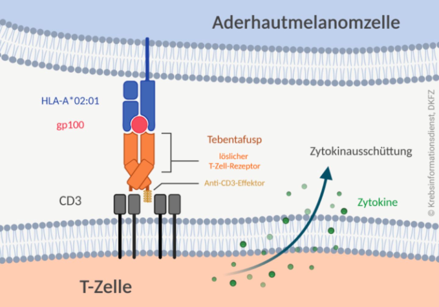 Tebentafusp besteht aus einem löslichen T-Zell-Rezeptor und einem Anti-CD3-Effektor. Der T-Zell-Rezeptor erkennt das Protein gp100 auf Aderhautmelanomzellen, das von HLA-A*02:01-Molekülen präsentiert wird und der Anti-CD3-Effektor bindet CD3 auf T-Zellen.
