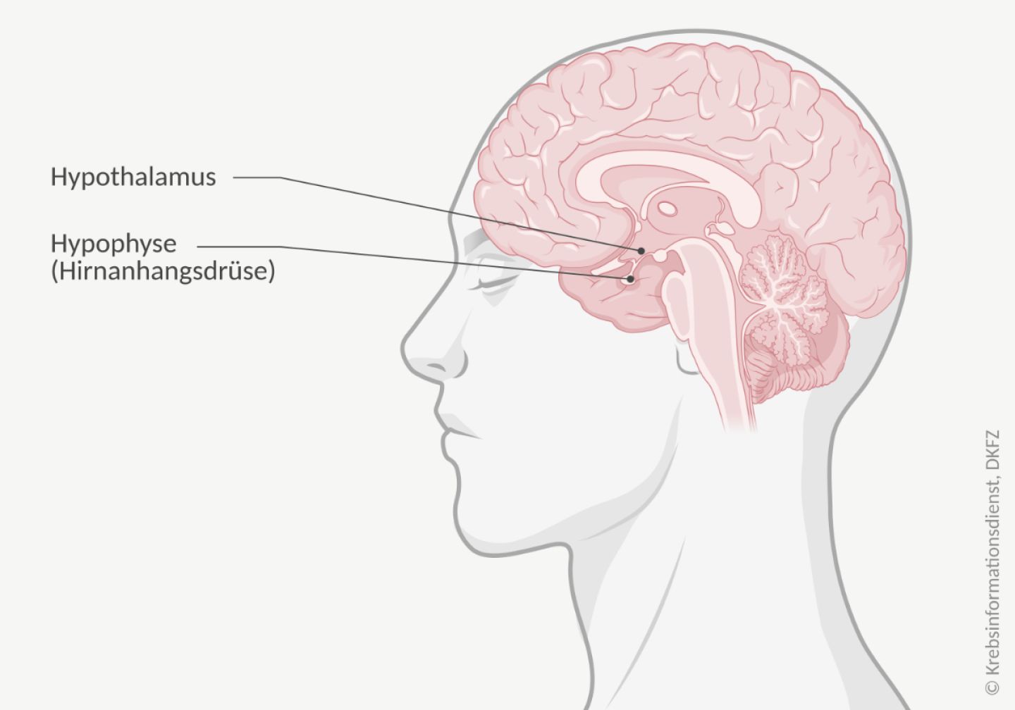 Anatomische Darstellung des menschlichen Gehirns und der Lage des Hypothalamus und der Hypophyse (Hirnanhangsdrüse).
