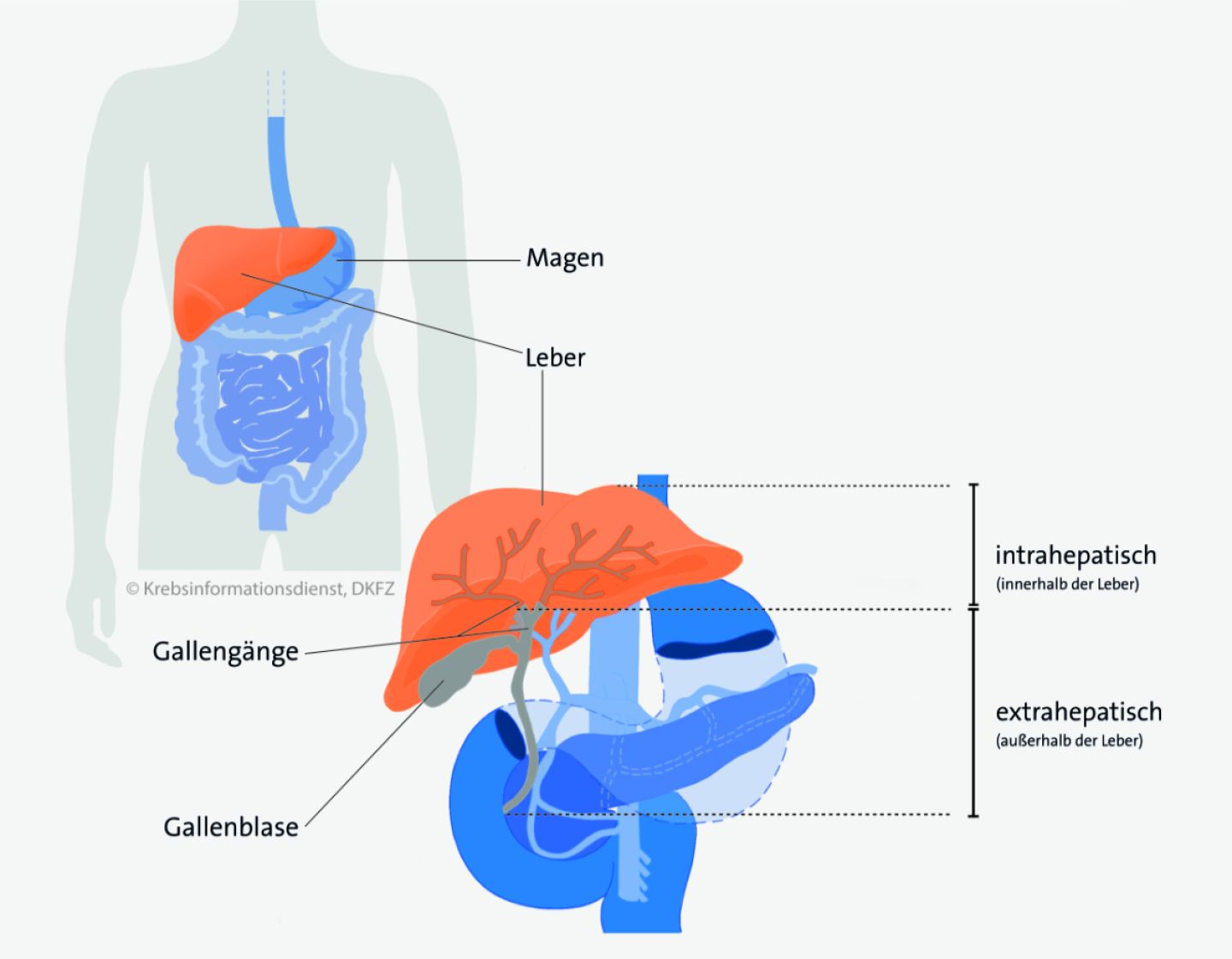 Grafische Darstellung: Lage der Gallenblase im Körper und Verlauf der Gallengänge innerhalb und außerhalb der Leber.