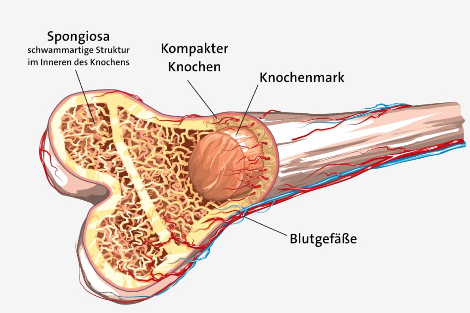 Querschnitt durch einen Knochen: Der kompakte Knochen enthält innen das Knochenmark.