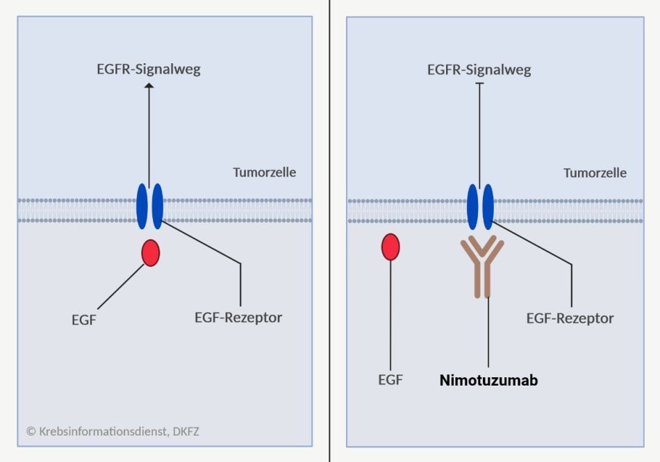 Nimotuzumab blockiert den EGF-Rezeptor.