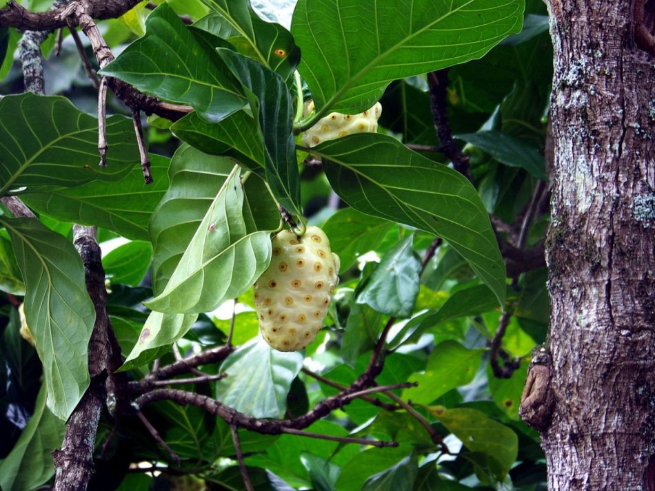 Eine Noni-Frucht hängt am Baum