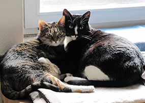 Katzen als Haustiere