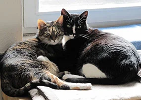 Katzen als Haustiere