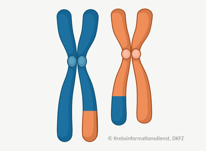 Translokation, © Krebsinformationsdienst, DKFZ; erstellt mit BioRender.com Zwei Chromosomen tauschen einen Abschnitt