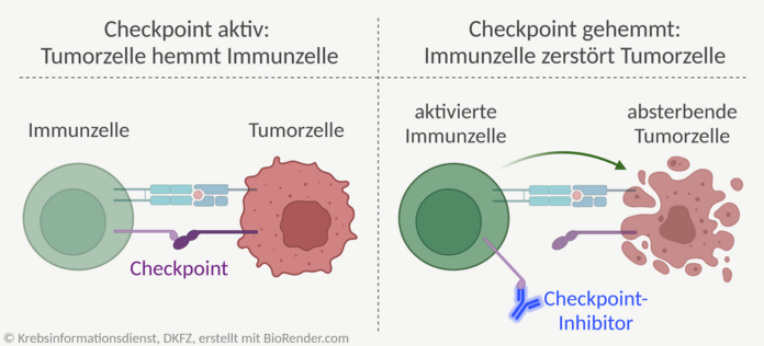 Checkpoint-Inhibitor, © Krebsinformationsdienst, DKFZ; angepasst nach "Immune Checkpoint Inhibitor Against Tumor Cell" von BioRender.com (2024), abgerufen von https://app.biorender.com/biorender-templates Mechanismus eines Immun-Checkpoint-Inhibitors