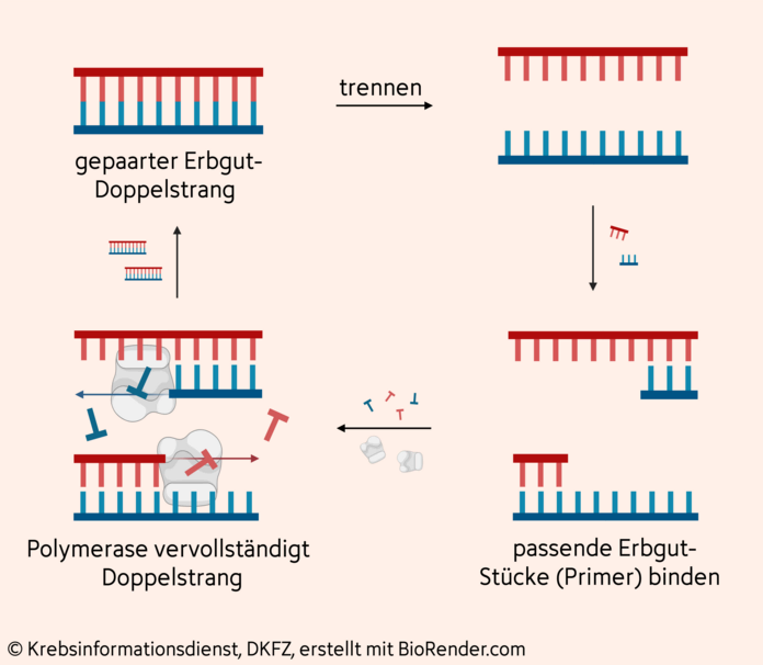 Ablauf der PCR (Polymeraseketterreaktion)
