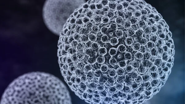 Humane Papillomviren (HPV), © Tatjana Shepeleva, Shutterstock Schematische Darstellung Humaner Papillomviren unter dem Mikroskop