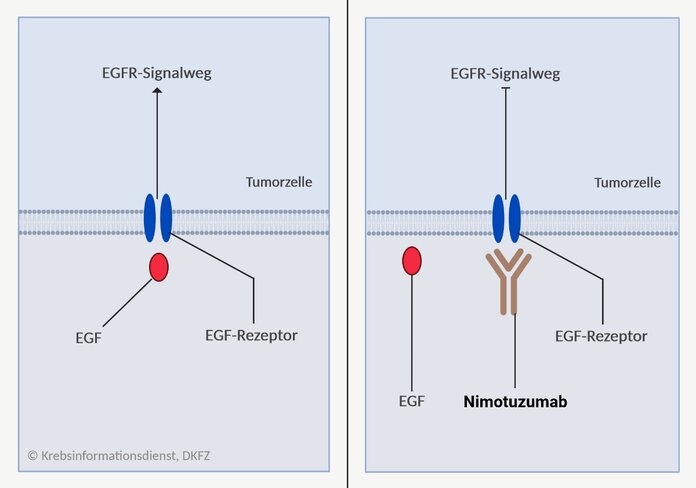 Nimotuzumab: Wirkmechanismus © Krebsinformationsdienst, DKFZ, erstellt mit Biorender.com , Krebsinformationsdienst, DKFZ, erstellt mit Biorender.com Nimotuzumab blockiert den EGF-Rezeptor.