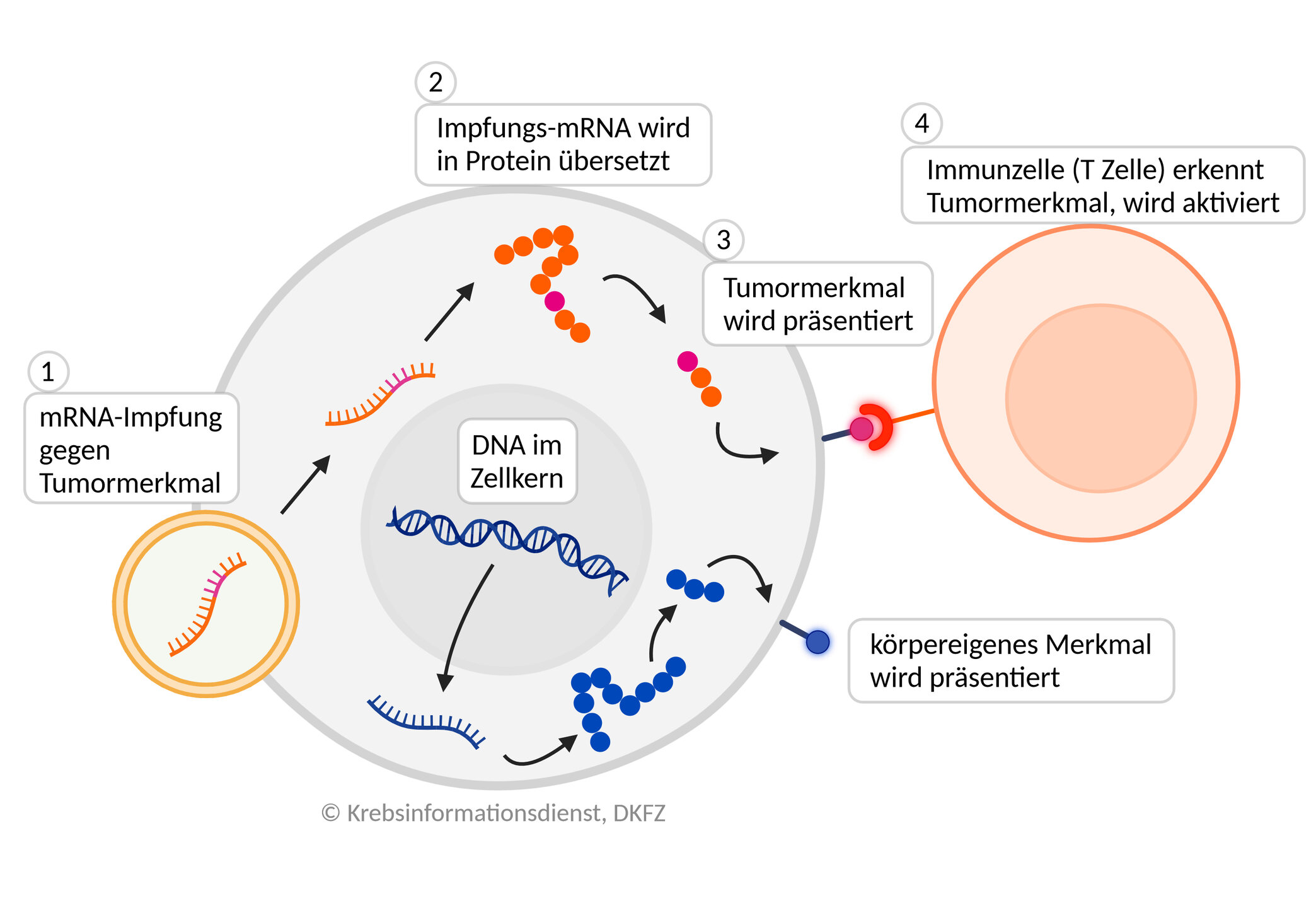 Sensationelle Entdeckung: Mrna Gegen Alle Tumore? Forscher Mit Unglaublichem Impfstoff! - 6cc4rmw