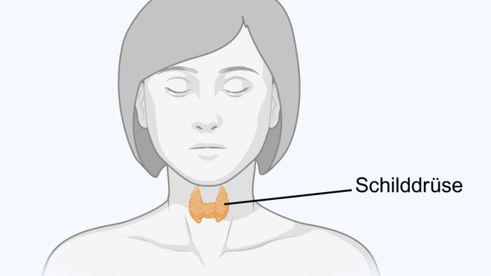 Anatomische Lage der Schilddrüse, © Krebsinformationsdienst, DKFZ; erstellt mit BioRender.com Lage der Schilddrüse bei einer Frau: Das Organ sieht schmetterlingsförmig aus und liegt für dem Kehlkopf.