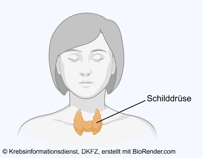 Lage der Schilddrüse bei einer Frau: Das Organ sieht schmetterlingsförmig aus und liegt für dem Kehlkopf.