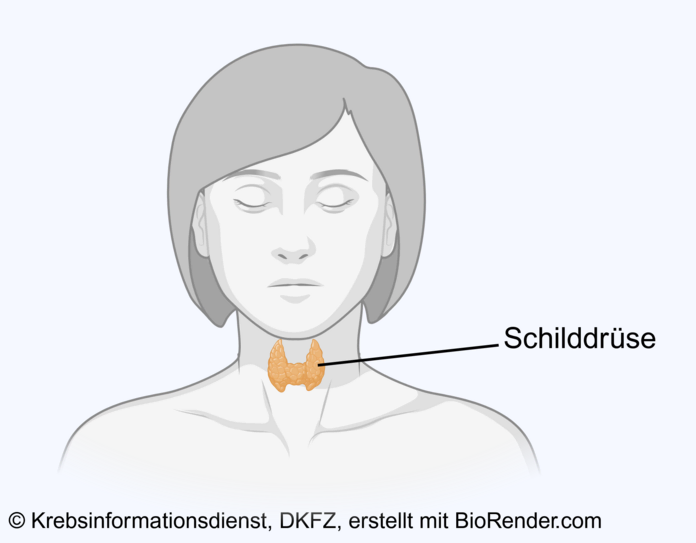 Lage der Schilddrüse bei einer Frau: Das Organ sieht schmetterlingsförmig aus und liegt für dem Kehlkopf.