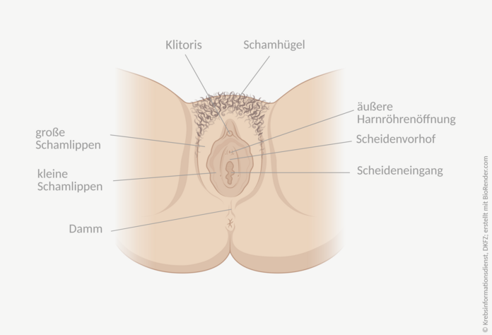 Äußere weibliche Geschlechtsorgane. , © Krebsinformationsdienst; DKFZ; erstellt mit BioRender.com Grafische Darstellung der äußeren Genitalien der Frau. Dazu gehören der Schamhügel, die großen und kleinen Schamlippen, die Klitoris, der Scheidenvorhof, der Scheideneingang, die äußere Harnröhrenöffnung und der Damm.