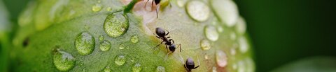 Ameisen krabbeln über eine geschlossene, von Wassertropfen bedeckte Knospe einer Pfingsrose.